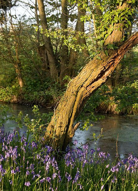 Worcestershire England, Travel Team, Travel Girl, River Bank, British Countryside, Foto Art, The Grove, English Countryside, British Isles