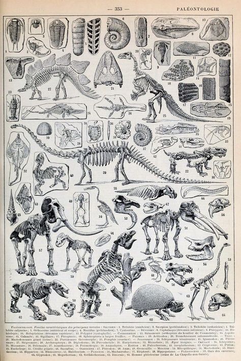 School Room Decor, Castlevania Wallpaper, Dinosaur Posters, Skeleton Print, Dinosaur Art, School Room, Scientific Illustration, Prehistoric Animals, Antique Book