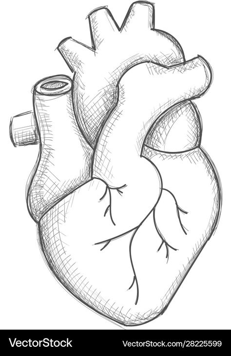 Croquis, Human Heart Sketch, Draw Human Heart, Drawing With Meaning, How To Draw Heart, Easy Heart Drawings, Human Heart Diagram, Human Heart Art, Draw Heart