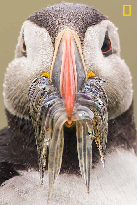 National Geographic's Photographer of the Year Pix - Rediff.com India News National Geographic Animals, National Geographic Photography, National Geographic Photographers, Wild Animals Photography, Photo Animaliere, Nature Photographer, Bird Pictures, Nature Photographs, Cute Birds