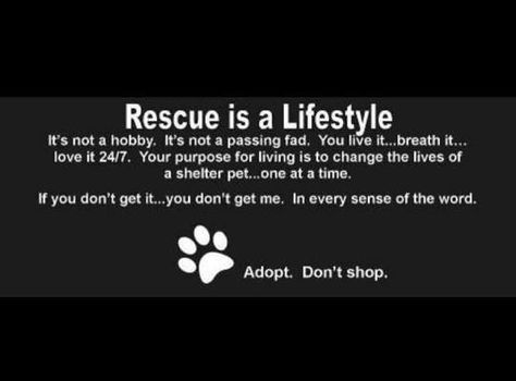 Dog Chewing Furniture, Dog Fostering, Stop Dog Chewing, Rescue Dog Quotes, Animal Rescue Quotes, Rescue Quotes, Home Training, Foster Dog, Dog Home