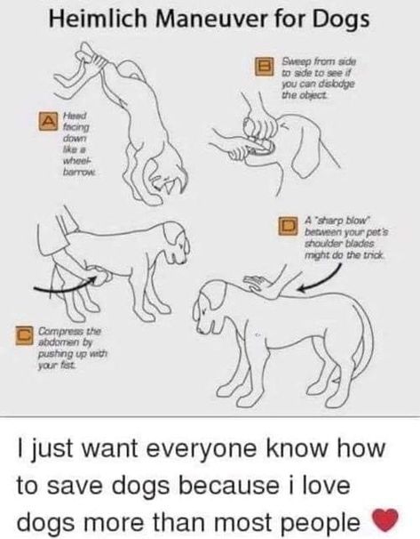 Dog Products Must Have, Heimlich Maneuver For Dogs, Lou Dog, Heimlich Maneuver, Dog Info, Dog Care Tips, Haiwan Peliharaan, Pet Hacks, Dog Health