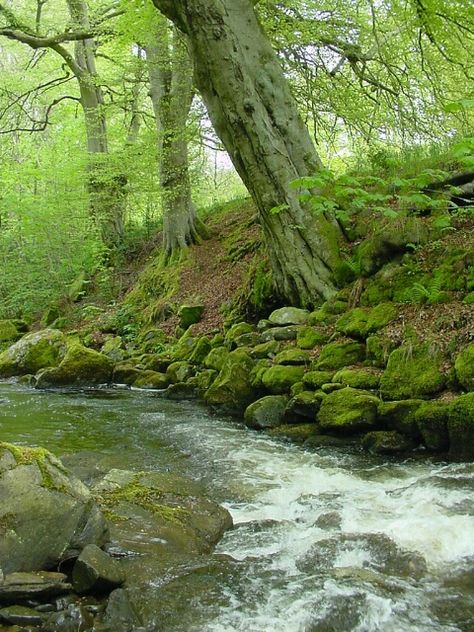 The Birks O' Aberfeldy, Scotland Aberfeldy Scotland, Hell Lila, Empty House, Wild Thyme, Robert Burns, Fast Moving, River Bank, Green Water, Green Wood