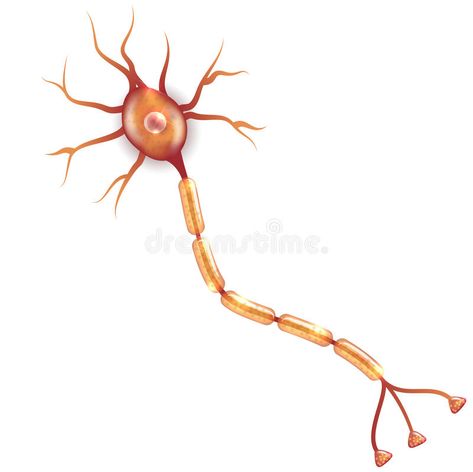 Neuron. Nerve cell that is the main part of the nervous system. Isolated on a wh , #sponsored, #main, #part, #cell, #Neuron, #Nerve #ad Nervous System Poster, Basic Anatomy, Nerve Cells, Basic Anatomy And Physiology, Nerve Cell, The Nervous System, Small Tattoos For Guys, Anatomy And Physiology, Background Illustration