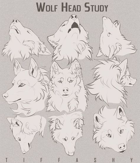 Drawing references (Not updating anymore) - Cats/ wolfs/ dogs - Wattpad Drawing Eyes, Wolf Head Drawing, Wolf Face Drawing, Wolf Poses, Anime Wolf Drawing, Canine Drawing, Wolf Sketch, Couple Drawing, Wolf Face