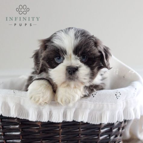 Shih-tzu Puppies For Sale • Adopt Your Puppy Today • Infinity Pups Shih Tzu, Adoption, Shih Tzu Cute, Shih Tzu Puppies, Free Puppies, Shih Tzu Puppy, Puppies For Sale, Fall In Love, Lion