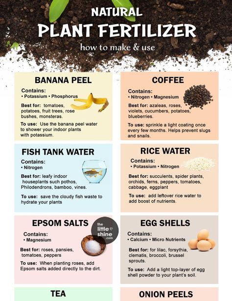 NATURAL PLANT FERTILIZERS with banana peel, rice water and other food scraps - The Little Shine Organic Plant Fertilizer, Natural Plant Fertilizer, Geranium Care, Banana Water, Plant Fertilizer, Garden Fertilizer, Garden Fun, Uses For Coffee Grounds, Natural Fertilizer