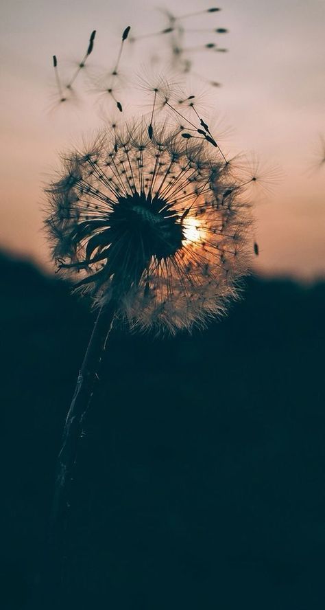 Ios 11 Wallpaper, Dandelion Wallpaper, Funny Vine, Wallpaper Disney, Flowers Background, Image Nature, Most Beautiful Wallpaper, Wallpaper Tumblr, Trendy Flowers