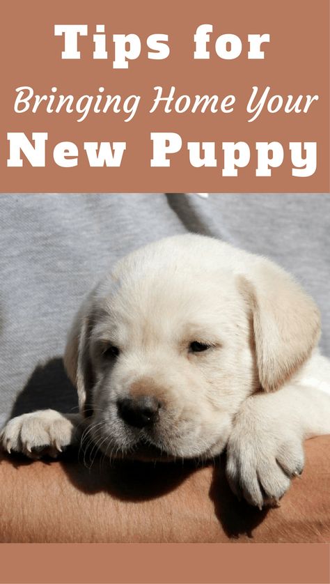 Dogs, Labrador, Puppies, Dog Training, New Puppy, For Dogs, New Life, Labrador Retriever, Bring It On