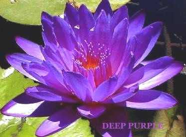 Sun rise Water Lily Colors, Purple Water Lily Tattoo, Purple Water Lily, Water Lily Tattoos, Tropical Water, Bog Plants, Purple Water, Water Lily Pond, Lily Lotus