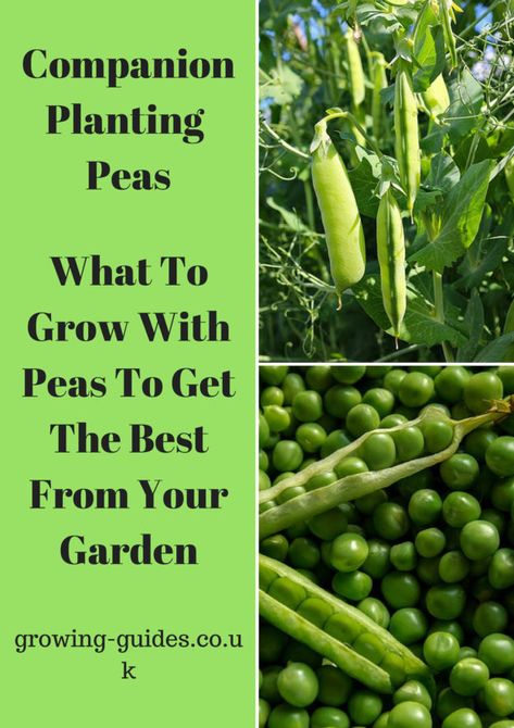 Companion Planting Peas | Growing Guides Peas Companion Planting, Garden In Minecraft, Eggplant Companion Plants, Nitrogen Fixers, Squash Companion Plants, Planting Peas, Lavender Companion Plants, Strawberry Companion Plants, Pepper Companion Plants