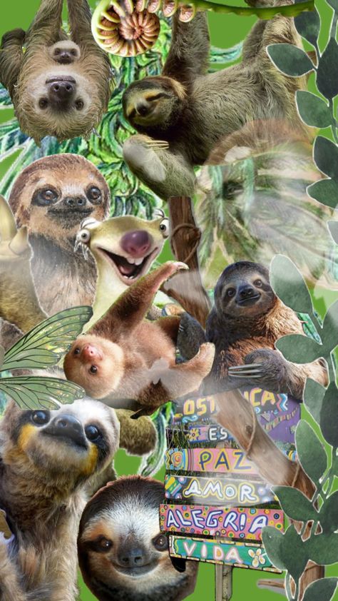 #slothlife Funny Animals, Funny Animal Videos, Sloth Life, Cute Sloth, Ipad Wallpaper, Animal Gifs, Sloth, Your Aesthetic, Connect With People