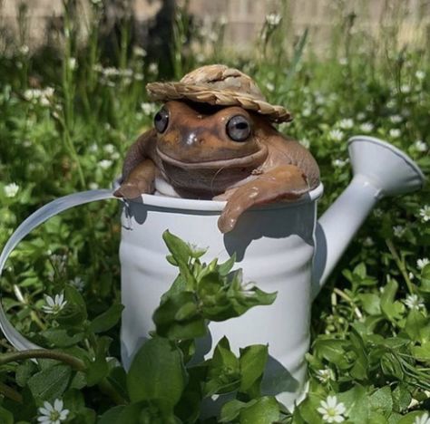 Cottage core aesthetic cute Aesthetic Frog, Cute Frog, Cottage Core Aesthetic, Aesthetic Cute, Watering Can, Cottage Core, Cottage