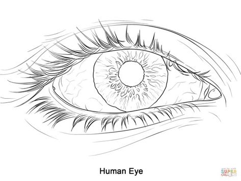 25+ Inspired Photo of Eye Coloring Page . Eye Coloring Page Human Eye Coloring Page Free Printable Coloring Pages #coloring #coloringpages  #coloringpagestoprint Eye Drawing Outline, Eye Coloring Pages, Human Eye Drawing, Eye Outline, Shopkins Colouring Pages, Eye Drawings, Emoji Coloring Pages, Mata Anime, Realistic Eye Drawing