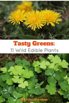 Tasty Greens: 11 Wild Edible Plants. Foraging wild edible plants is excellent time spent outdoors. It’s a worthwhile skill to learn and share with friends and family, but it can potentially be a major component of a survival strategy. #wildedibles #plants #survival #primalsurvivor Homestead Survival, Wild Edible Plants, Skill To Learn, Wild Foraging, Wild Food Foraging, Edible Wild Plants, Flowers Wild, Herbs For Health, Wild Edibles