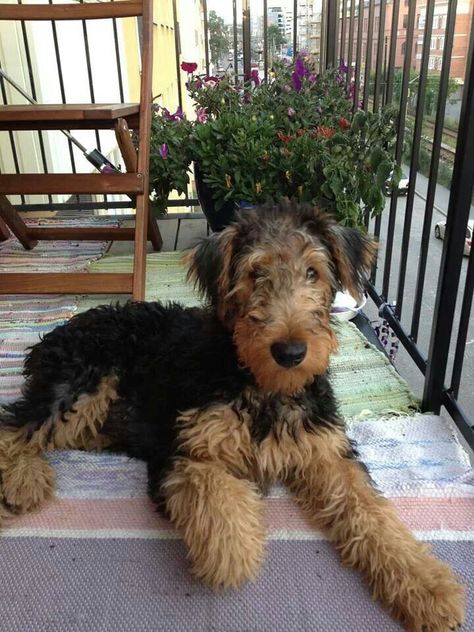 Airedale Terrier Pup♡ Welsh Terrier, Welsh Terrier Puppy, Airdel Terrier, Airedale Terrier Puppies, Airedale Dogs, Airedale Terriers, Terrier Dog Breeds, Irish Terrier, Wire Fox Terrier