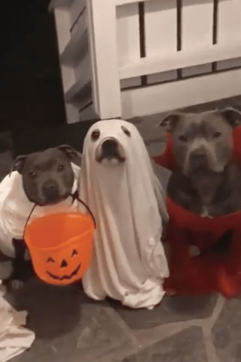 Homemade Dog Halloween Costumes, Creative Dog Costumes, Cute Dog Outfits, Dog Ghost Costume, Diy Dog Costume, Costume Halloween Diy, Dog Costumes For Halloween, Dog Costume Ideas, Dog Costumes For Kids