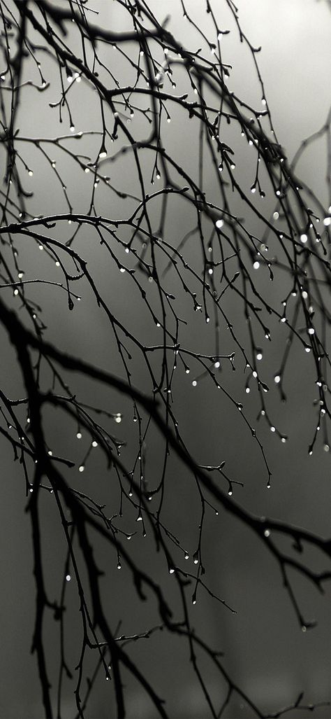 tree branches with water droplets hd wallpaper Rainy Wallpaper Iphone, Nature Photography Rain, Iphone Wallpaper 1080p, Black Hd Wallpaper Iphone, Samsung Wallpaper Hd, Photography Rain, Iphone Wallpaper Bright, Rainy Wallpaper, Tree Wallpaper Iphone