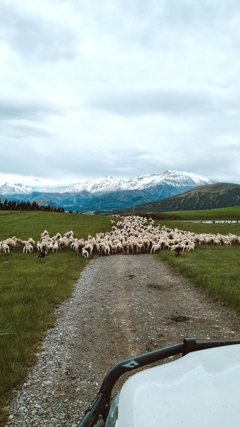 Farming Sheep, New Zealand Farm, Farming Lifestyle, Sheep Ranch, Sheep Farming, Nz Travel, Culture Painting, Young Farmers, Homestead Farm