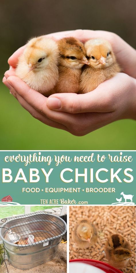 Baby Chick Checklist, Indoor Chicken Pet, Chicken Accessories Ideas, Caring For Baby Chicks, Raising Chicks Week By Week, Chick Starter Guide, Diy Baby Chick Cage, Raising Chicks For Beginners, How To Care For Baby Chicks