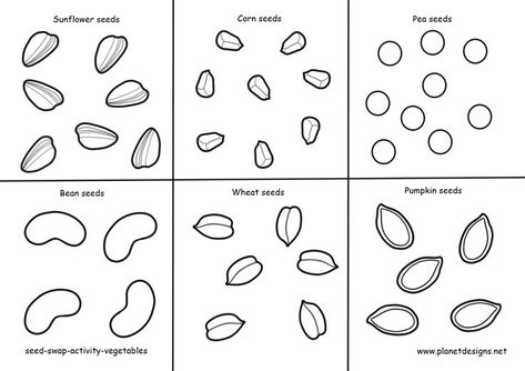 Vegetable Seeds to colour & cut out include: Sunflower, Corn, Pea, Bean, Wheat, & Pumpkin. Use with Seed Packets from the Planet Designs Kids blog post "Seeds and packets colouring activity". Molde, Plants And Seeds Preschool, Seeds Drawing, Seed Crafts For Kids, Seeds Preschool, Spring Colouring, Shop Role Play, Seed Swap, Different Types Of Seeds