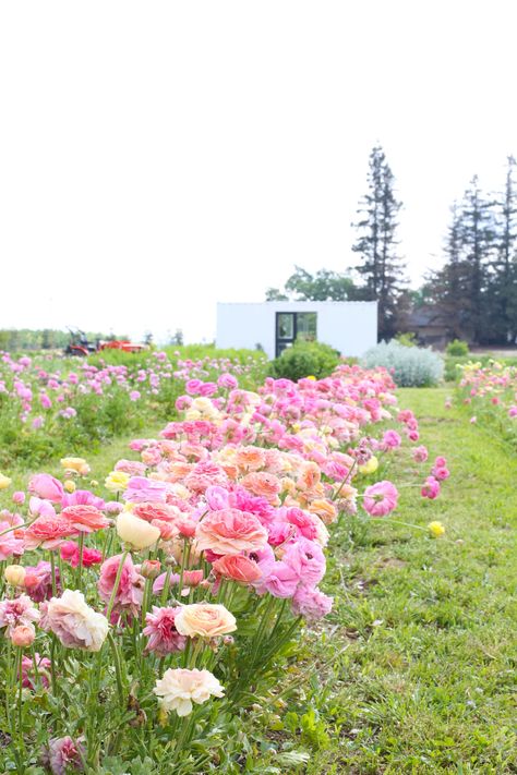 You Pick Flower Farm Layout, Flower Farm Layout, Flower Farming, Cut Flower Farm, Garden Flower Beds, Beautiful Flowers Photography, Flower Farmer, Cut Flower Garden, Peonies Garden