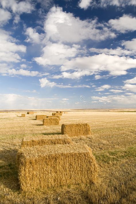 Square hay bales. In a farmers field , #Aff, #hay, #Square, #bales, #field, #farmers #ad Hay Bales, Environmental Photography, Hay Field, Crop Farming, Inktober 2022, Water Spinach, Farm Scenes, Farm Scene, Fruit Painting