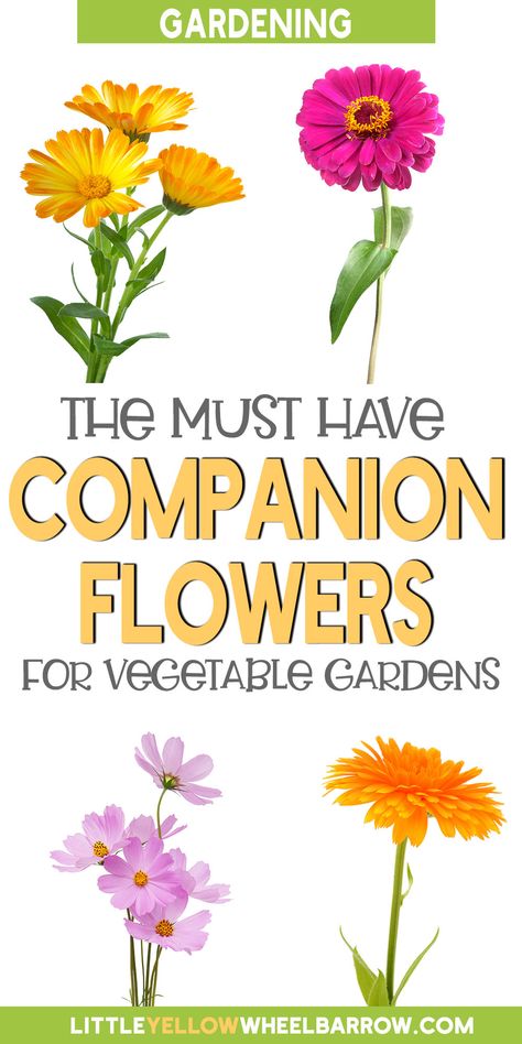 What To Plant In Spring Vegetables, Flowers To Plant In Your Garden, Kitchen Garden For Beginners, What Plants To Plant Together, Best Flowers To Plant With Vegetables, Companion Planting Vegetables And Flowers, What To Plant In The Spring, Flowers To Plant Around Vegetable Garden, Herb Garden With Flowers