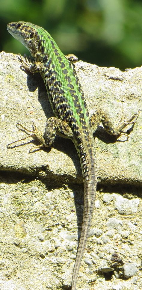 A green lizard climbing a wall. #Reptiles #Lizard #Animals Reptile Pictures, Colorful Reptiles, Lizard Pictures, Lizard Photography, Colorful Lizards, Green Lizard, Amazing Frog, Reptile Terrarium, Green Animals