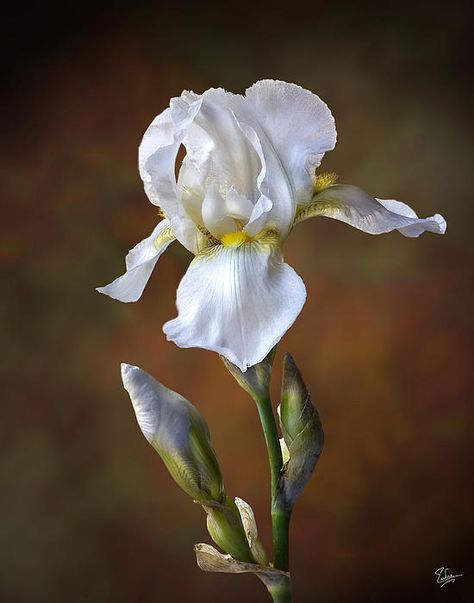 Flower For February, White Iris Flower, Iris Art, Iris Painting, White Iris, Chamber Music, Iris Flower, Iris Garden, Moon Garden