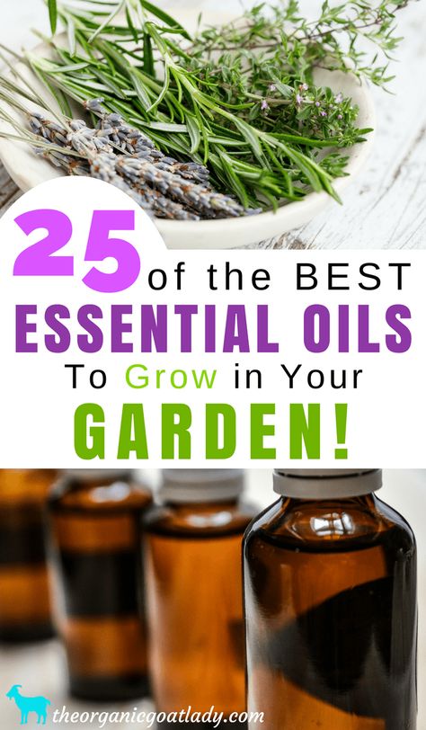 25 of the Best Essential Oils To Grow In Your Garden! How To Extract Oil From Herbs, Oils Essential, Essential Oil Extraction, Homemade Essential Oils, Making Essential Oils, Essential Oil Plants, Easy Landscaping, Garden Kits, Best Essential Oils