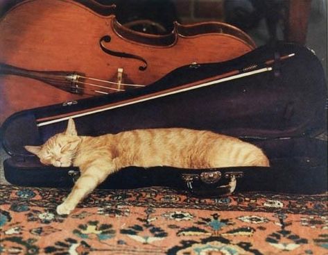 Artwork by Louis Condax, Cat asleep in violin case, Made of Dye-transfer print Classical Music, Cat Violin, Cat Asleep, Violin Photography, Violin Case, Classical Musicians, Music Aesthetic, Cat Playing, All About Cats