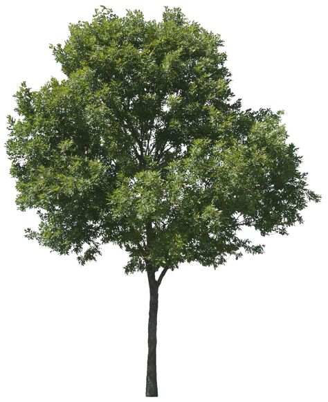 Trees Png Photoshop, Tree Png Photoshop, Trees Photoshop, Photoshop Tree, Trees Texture, Tree Psd, Tree Cutout, Texture Photoshop, Tree Texture