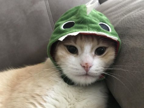 Bought him a dinosaur hat a few weeks ago. Here he is wearing it. Cute Cats Wearing Hats, Pfp Dinosaur, Wallpaper Cute Dino, Dinosaur Pfp, Cat Wearing Hat, Cat Dinosaur, Dino Wallpaper, Dino Costume, Penguin Hat