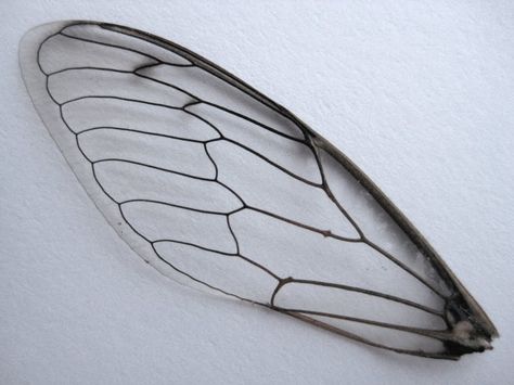 eat-a-bug: Finds from the Seaside Bug Pattern, Bee Wings, Insect Wings, Wings Drawing, Dragonfly Wings, Dragonfly Art, Insect Art, Wire Sculpture, Lithography