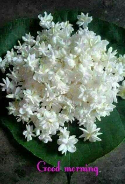 Good Morning Image - DesiComments.com Best Good Morning Messages, Summer Flowers Garden, Jasmine Plant, Jasmine Flowers, Good Morning Images Download, Good Morning Nature, Prayer For Peace, Good Morning Beautiful Flowers, Good Morning Flowers Gif