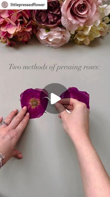 💐Flower Press Tips🌷by Berstuk on Instagram: "There’s a number of ways to press roses to achieve different results. Here’s two examples of pressing them open-faced. Both these roses were pressed at the same time almost three weeks ago. The one on the left is pressed whole or complete, and the one on the right was deconstructed then reconstructed once pressed. The deconstructed rose is already dry and the petals have more definition, whereas the complete rose needs longer in the press. For more on how to press roses, check out the guidebook ‘Pressing Roses and Trickier Flowers’ available on the website 🔗 PLUS it’s on sale 🌹 📸 Tip from the amazing @littlepressedflower 🩷✨ —————————————————— #flowerpress #flowerpressing #flowerpressed #flowerpressings #flowerpressingart #flowerpressing Pressing Roses Diy, Pressed Roses Diy, How To Press Roses In A Book, How To Press Roses In A Frame, Dry Rose In Book, How To Press A Rose, How To Dry Roses, How To Press Flowers In A Book, How To Preserve Roses