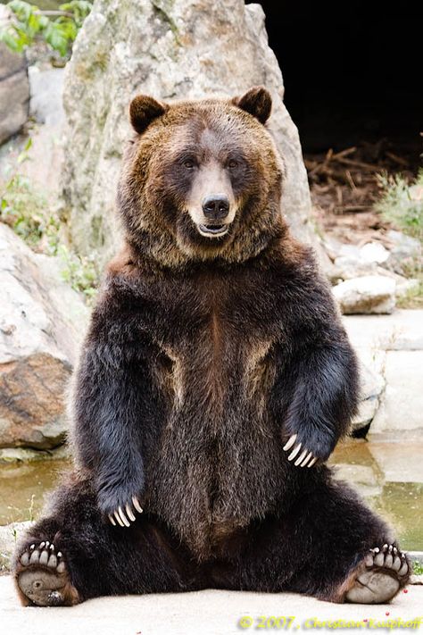 ... | all galleries >> Events >> Bronx Zoo 2007 > Grizzly <b>Bear</b> <b>sitting</b> 3 Sitting Bear Tattoo, Sitting Bear Illustration, Bear Sitting Tattoo, Sitting Bear Drawing, Bear Sitting Drawing, Black Bear Sitting, Bear Pic, Holly Embroidery, Bear Reference