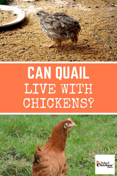 Can Quail Live With Chickens? Chicken Feed Diy, Quail Pen, Preparedness Ideas, Button Quail, Quail Coop, Chicken Flock, Raising Quail, Half Chicken, Quails