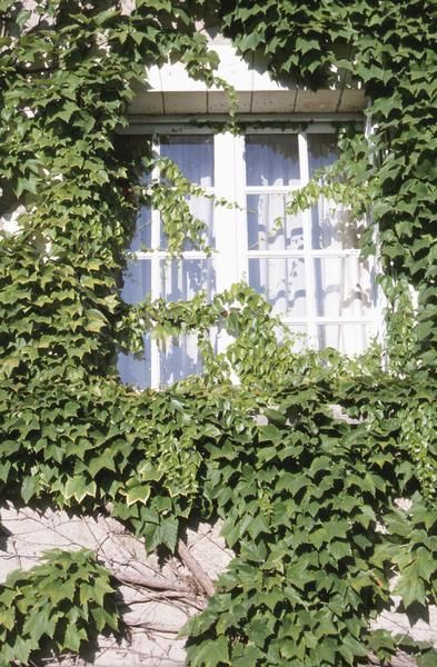 English Ivy will consume entire houses and forests. They climb up trees and suffocate them and, when left unattended, will spread across forests choking everything out.  http://www.angelabchrysler.com/invasive-species/ Ivy Look, Wall Ivy, Creepers Plants, Climbing Ivy, Boston Ivy, Ivy Cottage, Ivy Wall, Ivy Vine, English Ivy