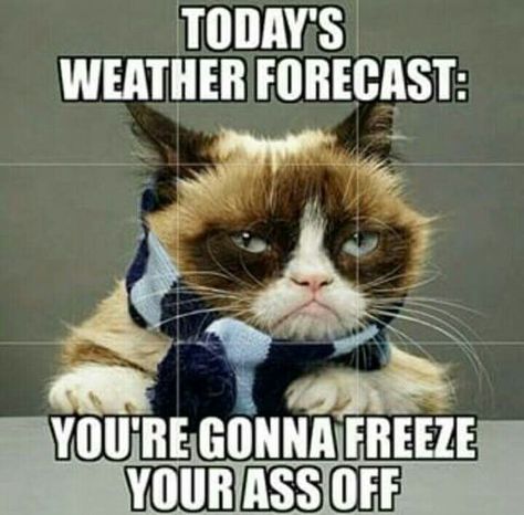 Humour, Morning Funnies, Cold Weather Funny, Cold Weather Memes, Cold Weather Quotes, Winter Humor, Grumpy Cat Quotes, Weather Memes, Weather Quotes