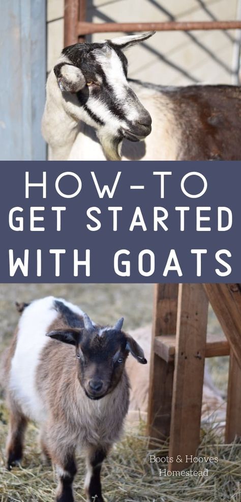 Permaculture, Goat Care For Beginners, Goat Tips, Goat Accessories, Goats For Beginners, Alpine Goats, Land Owner, Goat Health, Keeping Goats