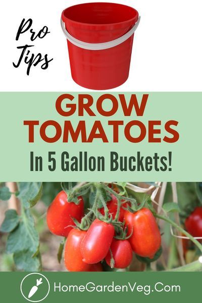 Tomatoes In Buckets How To Grow, Tomato In Bucket, Growing Tomatoes In Buckets, How To Grow Tomatoes In Containers, Tomato In Container, Tomatoe Plants In Buckets, Best Soil For Tomato Plants, Tomato Bucket Planting, Grow Tomatoes In Containers