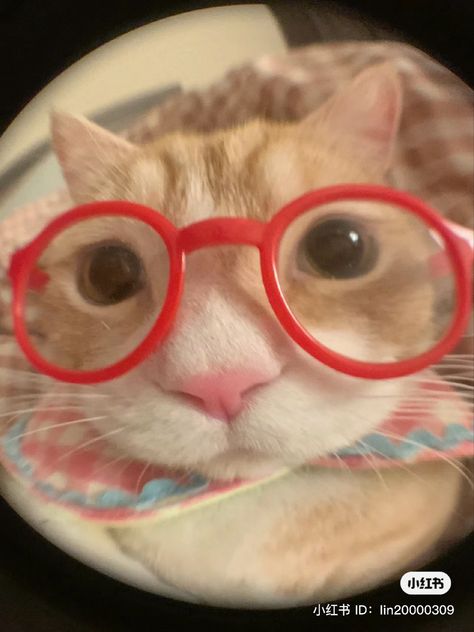 Cat Profile, Cat Glasses, Silly Cats Pictures, Meme Gato, Cute Cats Photos, Cat Icon, Silly Animals, Cat Aesthetic