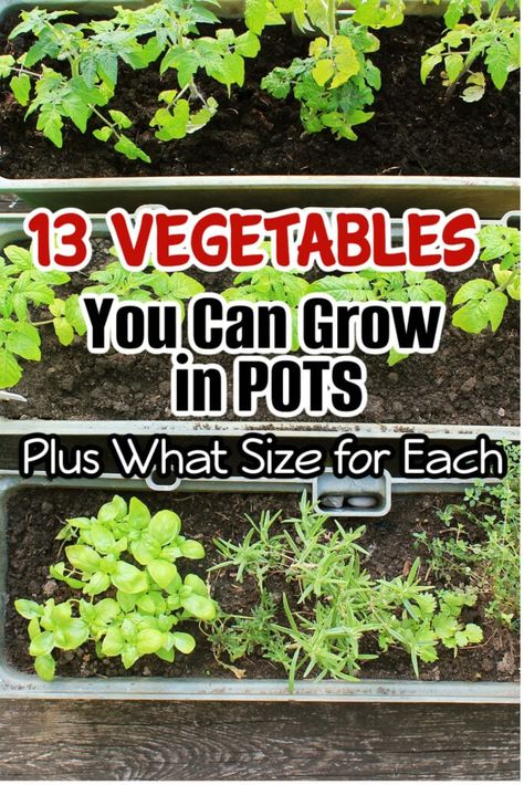 13 Vegetables You Can Grow In Pots PLUS What Size For Each  Grow your veggies in pots! 13 container-friendly vegetables and ideal pot sizes for each. Maximize your harvest with these space-saving gardening tips.  https://dianfarmer.com/vegetables-grow-pots-ideal-sizes/ #lovegardening #mygarden #gardensofinstagram #gardentips #veggiegarden #pottedgarden #gardenlife #gardener #vegetablegardening #growyourown #urbangarden #gardenersofinstagram #zone Veggies In Pots, Potted Vegetables, Unusual Planter, Growing Vegetables In Pots, Container Vegetables, Homestead Gardens, Vegetable Garden For Beginners, Growing Veggies, Natural Fertilizer