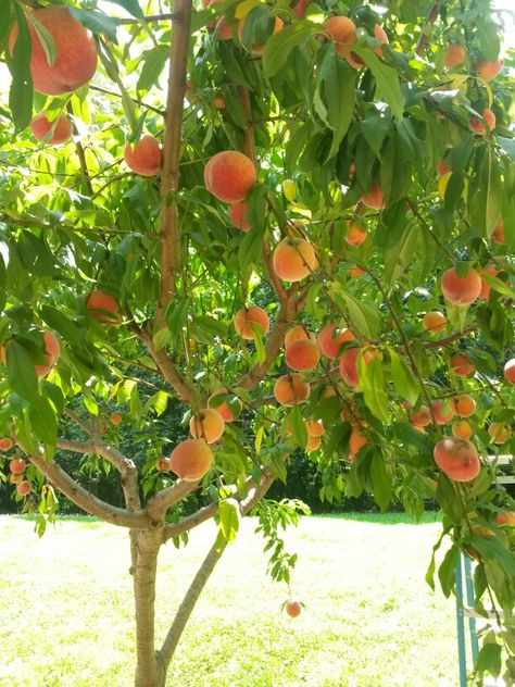 Peach Trees Aesthetic, Peach Tree Aesthetic, Peach Farm, Digital Garden, Fruit Photo, Fruit Tree Garden, Tree Borders, Fruits Photos, Peach Tree