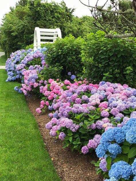 Hydrangeas: Summer Favorites - Private Newport Garden Care, Hydrangea Flower Bed, Hydrangea Landscaping, Desain Lanskap, Hydrangea Garden, The Secret Garden, Beautiful Flowers Garden, Garden Cottage, Lawn And Garden