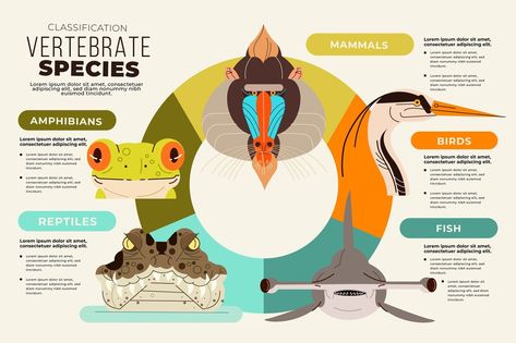 Free Vector | Flat design classification of animals infographic Flat Design, Classification Of Animals, Animal Infographic, Infographic Inspiration, Stock Portfolio, Info Design, Lorem Ipsum, Mammals, Free Vector