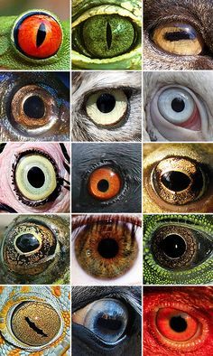 Printables and Labels on Pinterest | 409 Pins on potion labels ... Middle School Art, Different Animal Eyes, Regard Animal, Animal Eyes, Animals Tattoo, Realistic Eye Drawing, Potion Labels, Realistic Eye, Dragon Eye