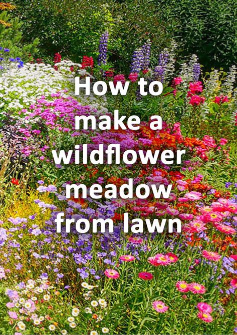 How to Design a Wildlife Garden Step by Step - Buckinghamshire Landscape Gardeners Nature, Permaculture, Wild Flower Walkway, Cottage Pollinator Garden, Wild Flowers Yard, Woodland Area In Garden, Meadow Garden Ideas, Wild Gardens Ideas Small, Small Wild Garden Ideas